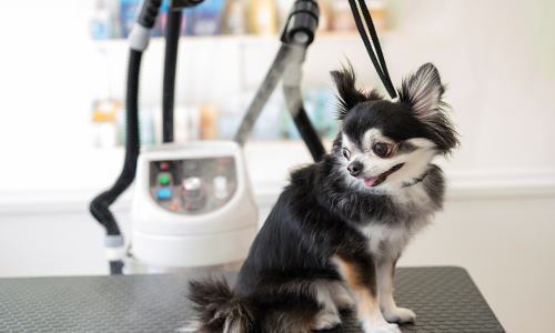 オゾンスチーマー導入