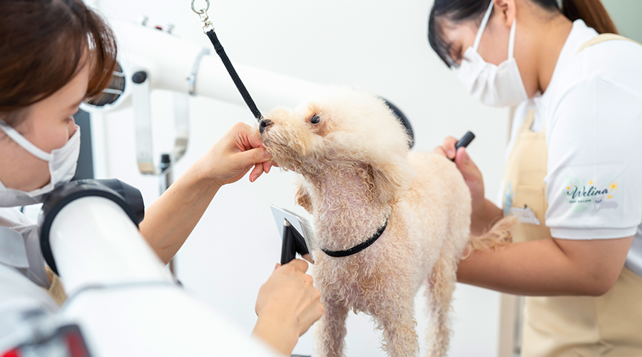 愛犬とLOHASなひとときを１